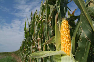 farming maize greenhouse methods crop wheat reduce yields rice gases improve successful corn secrets profitable business after wonder field gasses