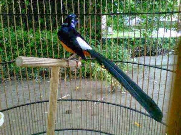 Daftar Harga Burung Murai Batu Medan Super 30cm Terbaru 2020