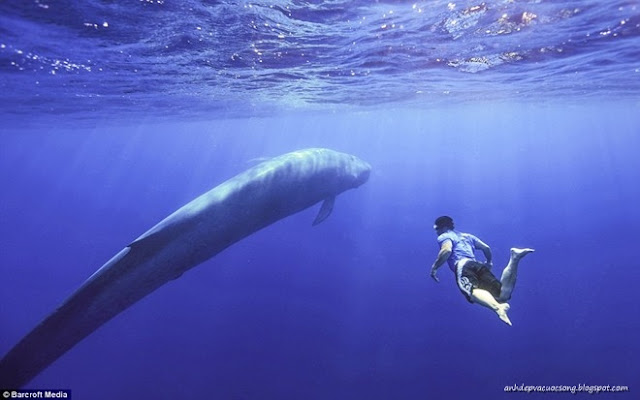 Ảnh bơi cùng cá voi xanh