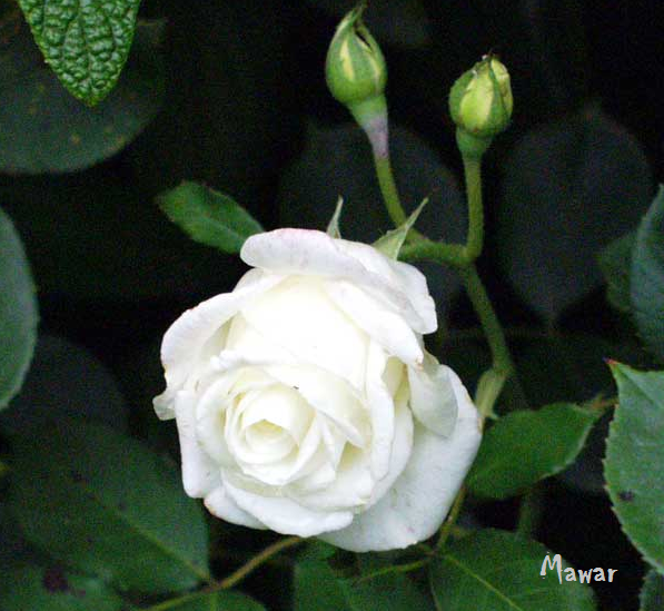  Bunga Mawar Putih  White Rose Photos Alam Mentari