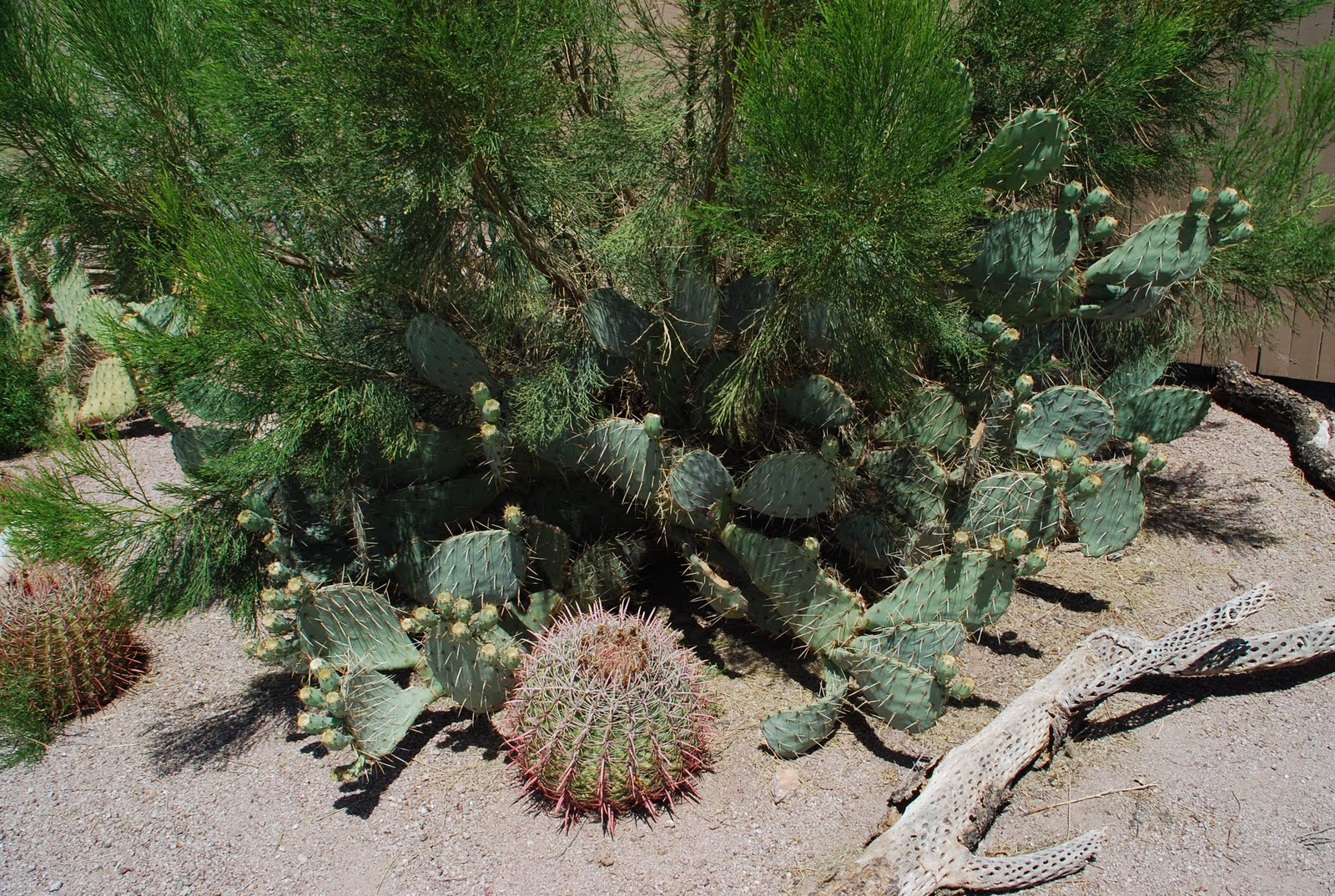desert horses Cactus garden at Superstition Mountain museumCactus Monday053011