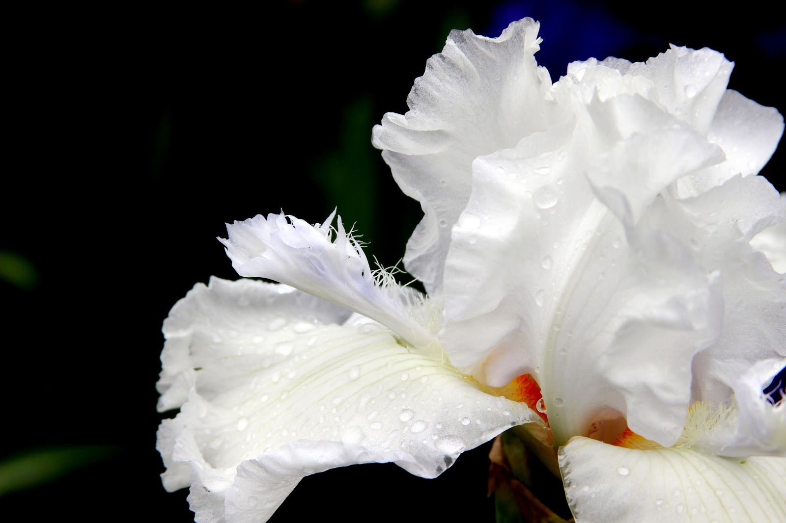 World of Irises "Talking Irises" WHITE TALL BEARDED IRISES "I'm