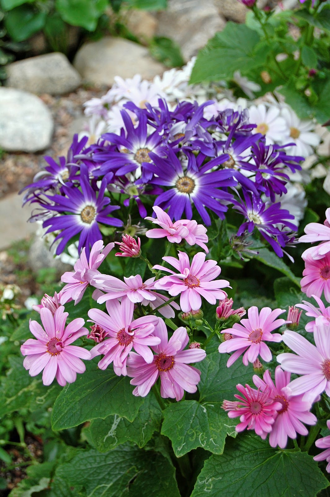 My Painted Garden: Celebrating Spring With Art In The Garden