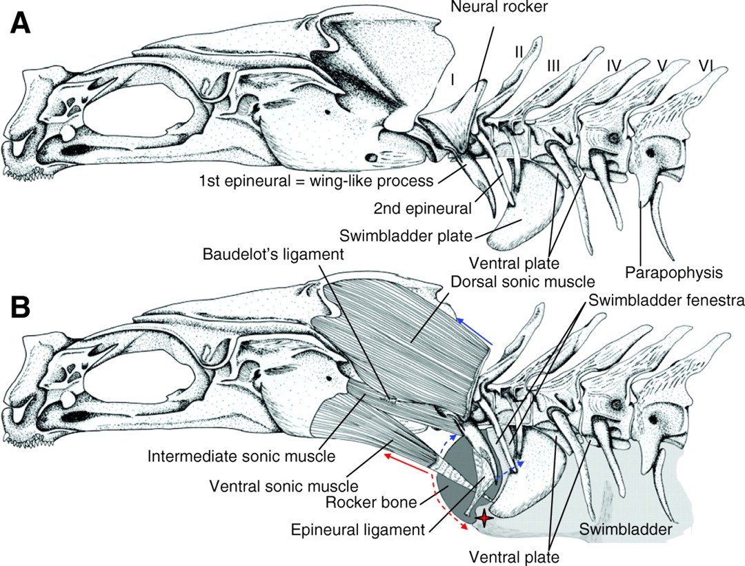 Virginia Tech Ichthyology Class : What’s in a Name? A Funny-Named Fish