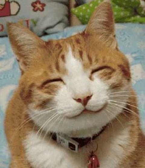 ZIDAN ANAK TINGGAR JAMBE DOT COM: Aneka Gambar Kucing, Tapi Bukan