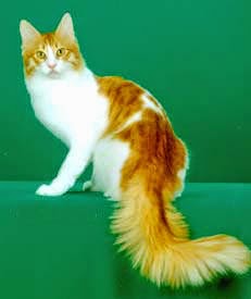 Terdapat banyak jenis kucing di dunia ini Kucing Anggora