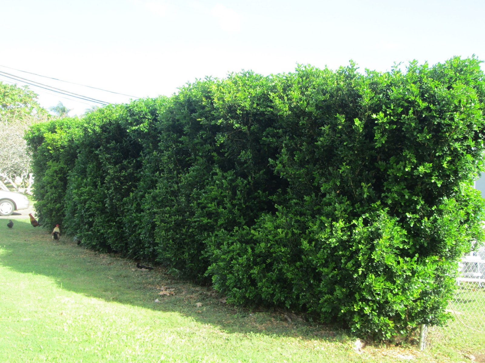 Garden Notes from Hawaii HAWAII MOCK ORANGE (Murraya paniculata)