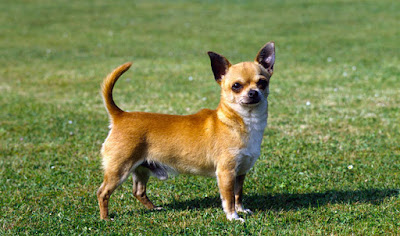Chihuahua Dog Breed Singapore
