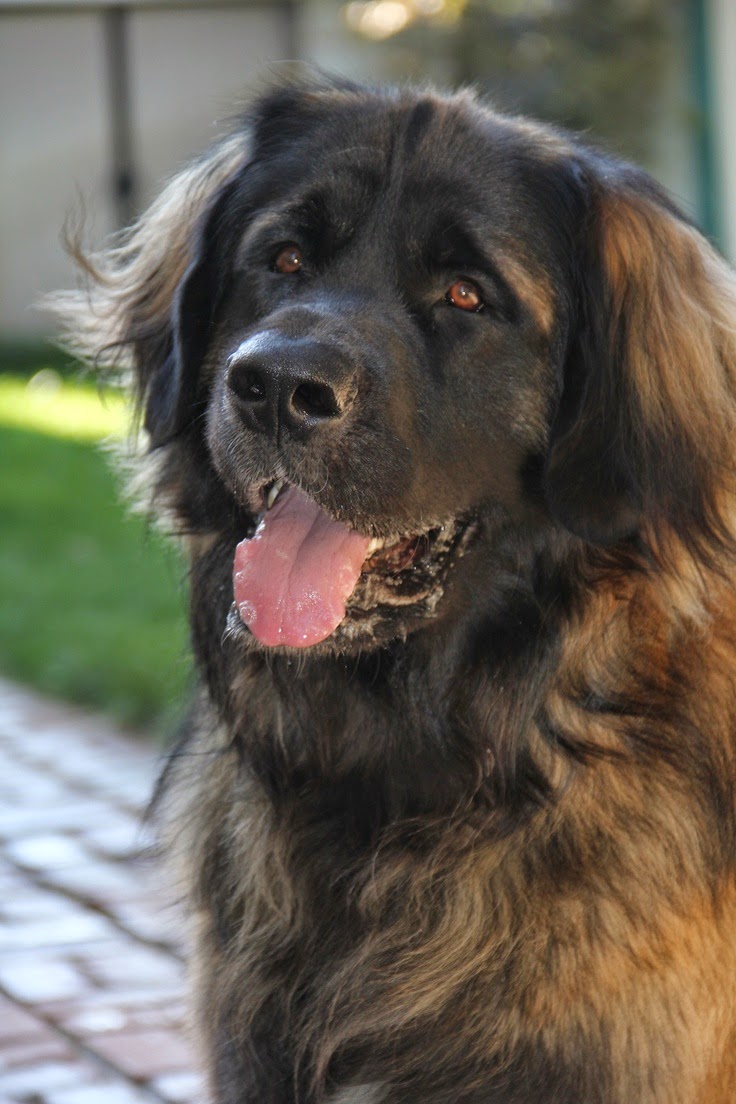 Top 5 World’s Largest Dog Breeds
