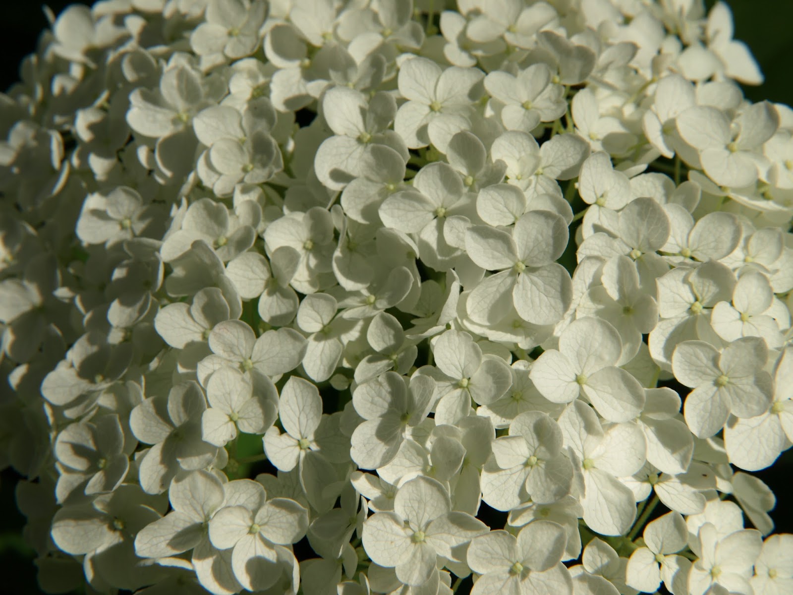 Trädgård i torslanda: vidjehortensia 'annabelle'