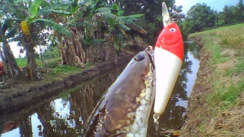 Umpan Mancing Ikan Gabus Jitu Terbaru Dan Paling Ampuh