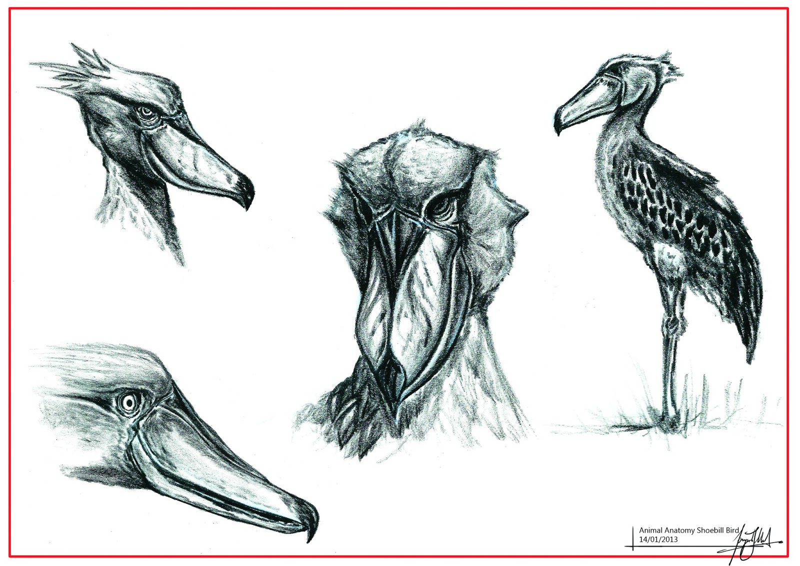 grandpriy Animal Anatomy Studies