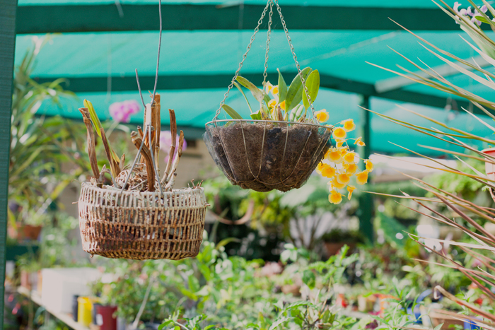 yellow orchid orchid hanging
