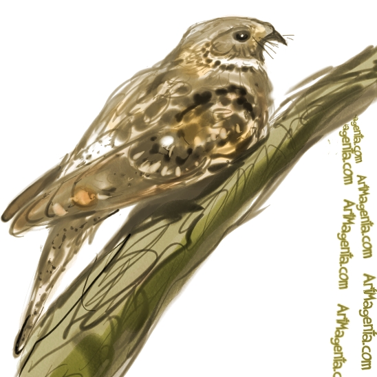 Eastern Whip-poor-will sketch painting. Bird art drawing by illustrator Artmagenta
