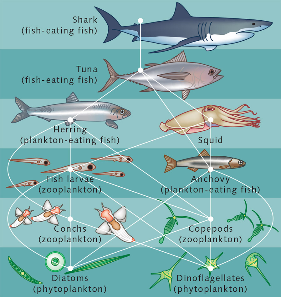 Ace Run in the PNW: Surviving the Ocean Food Chain