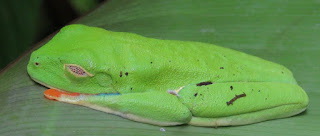 Agalychnis callidryas, Red-eyed Treefrog