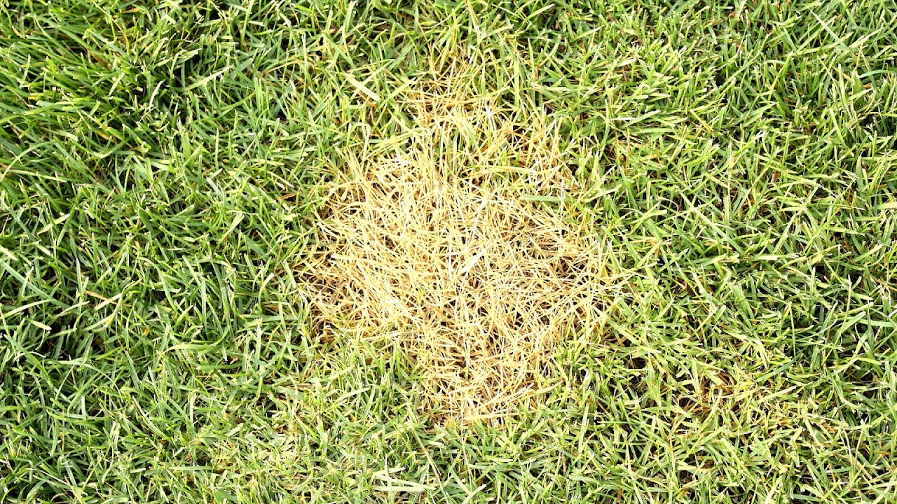 Why Is My Grass Yellow Yellow Choices