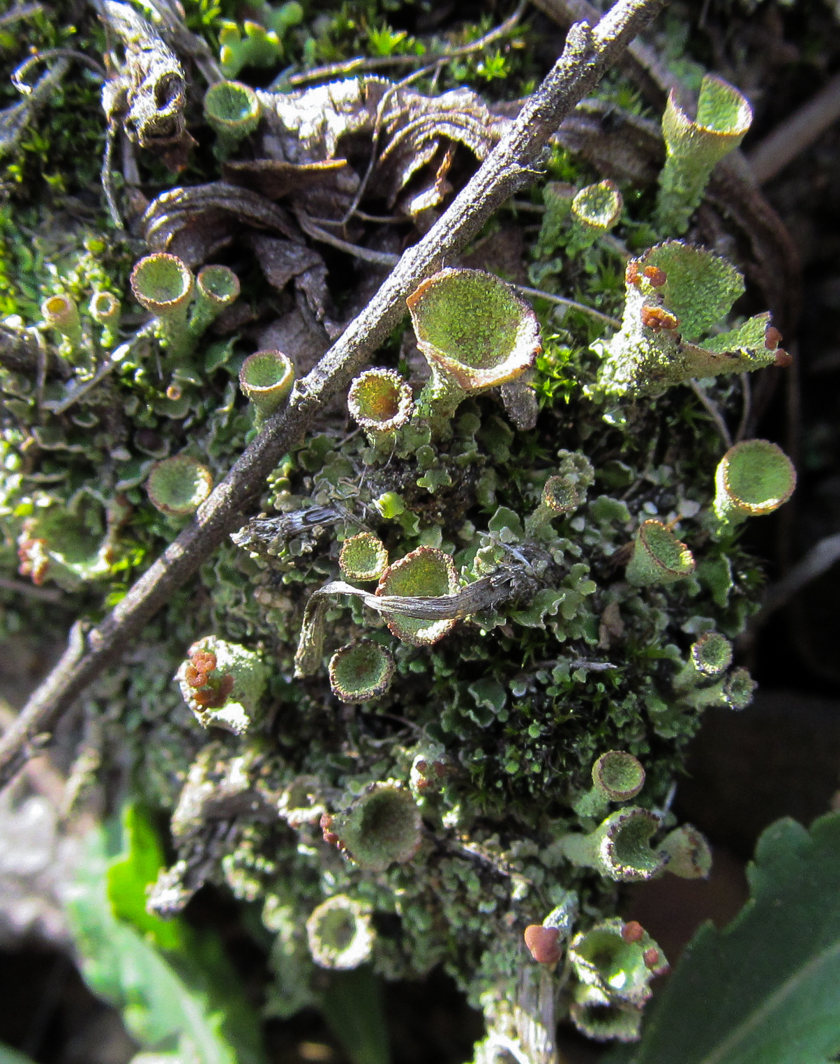 Normal Biology The Top of the Gob Pile