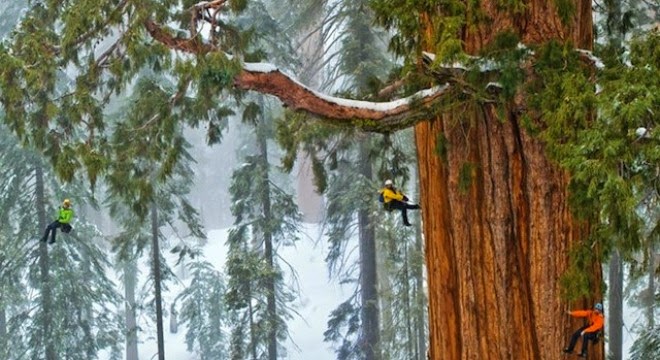 3.200 Year Old Giant Tree in the Snows: One Photo, 126 Frames, 2 Billion Leaves, 247 Feet