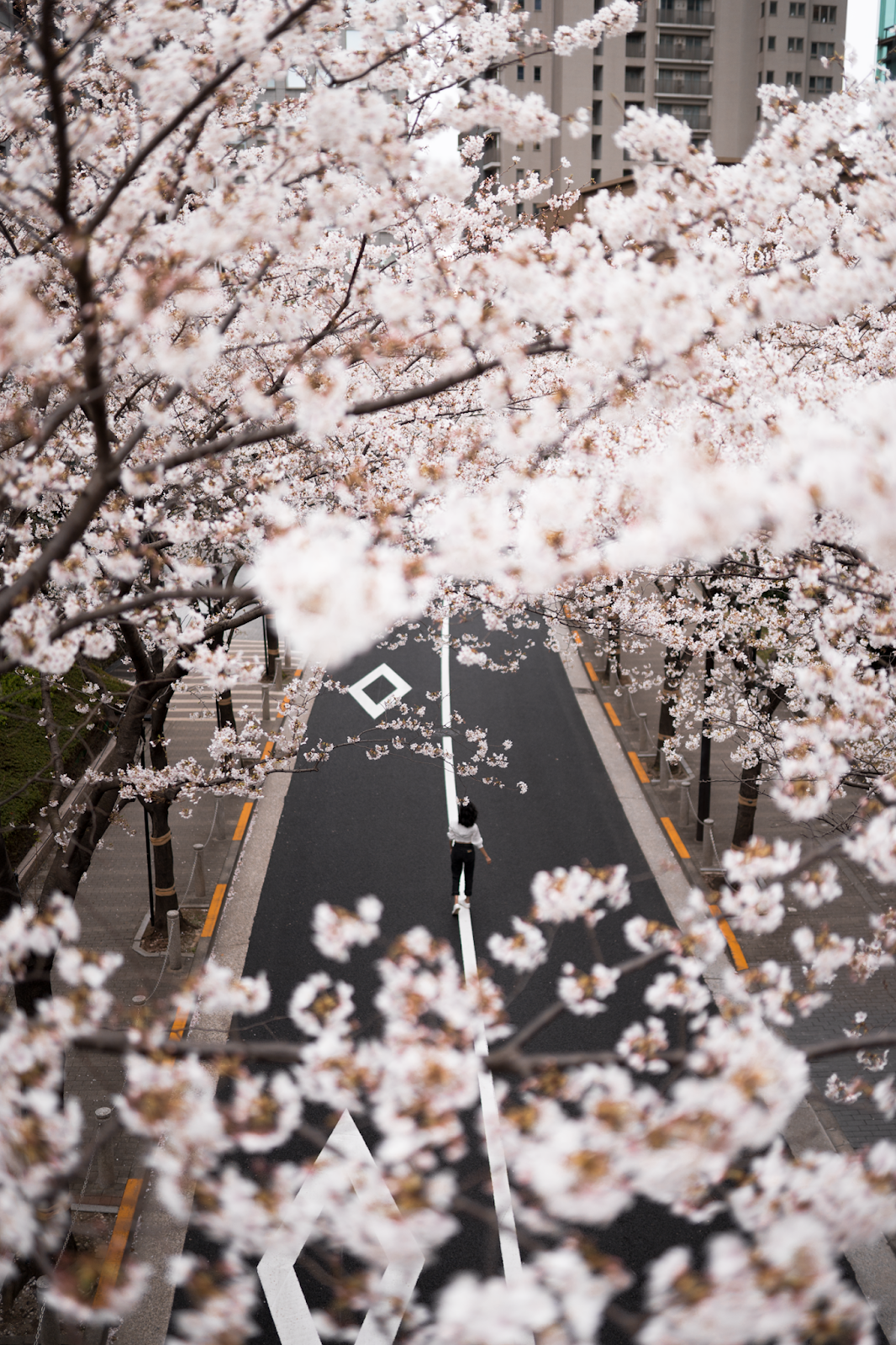Roppongi Cherry Blossom Avenue, cherry blossom season in Tokyo, Spring in Tokyo / FOREVERVANNY