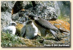 Fauna Patagonia: Halcón Peregrino (Falco peregrinus)