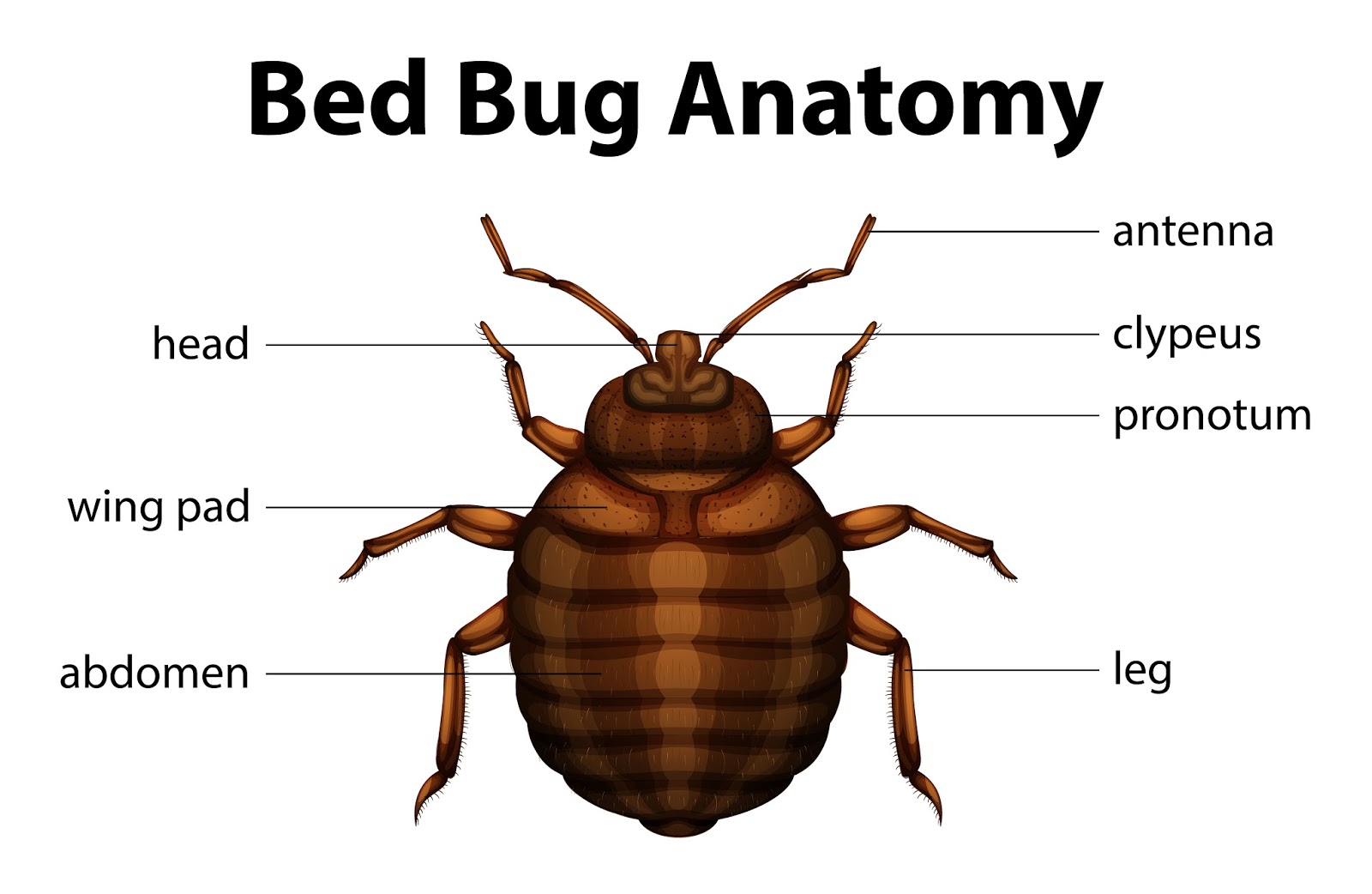 Avon Pest Control Blog How to Eradicate Bed Bugs from Your Home or
