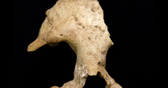 bensozia Junzi imperialis