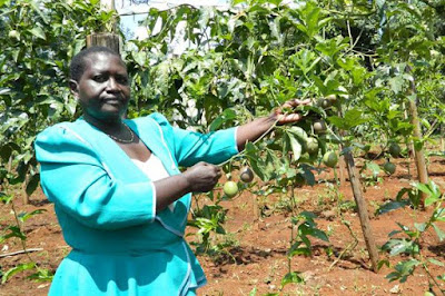 passion fruit farming in Kenya