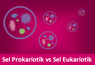 Perbedaan sel prokariotik dan sel eukariotik Pengertian Sel Prokariotik, Sel Eukariotik dan Perbedaannya