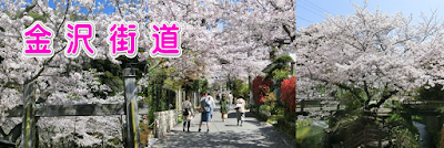 金沢街道沿いの桜