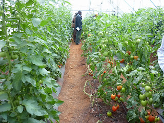 Tomatoes Farming for Business