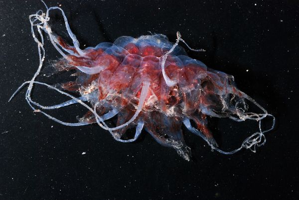 Strange Deep Sea Creatures Found Off New Zealand Volcanoes ... Strange Deep Sea Creatures Found Off New Zealand Volcanoes ...