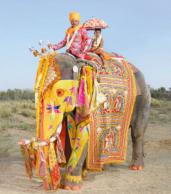 Festival del Elefante en Jaipur Paquidermo