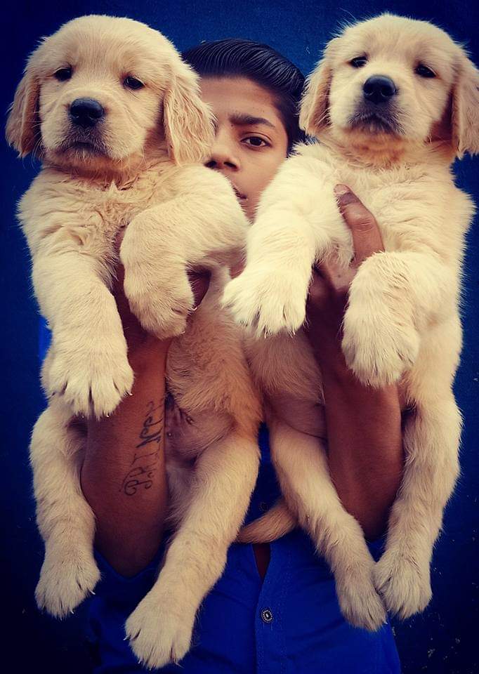 Best Dog Sellers in Ahmedabad Quality Dogs & Puppies For Sale