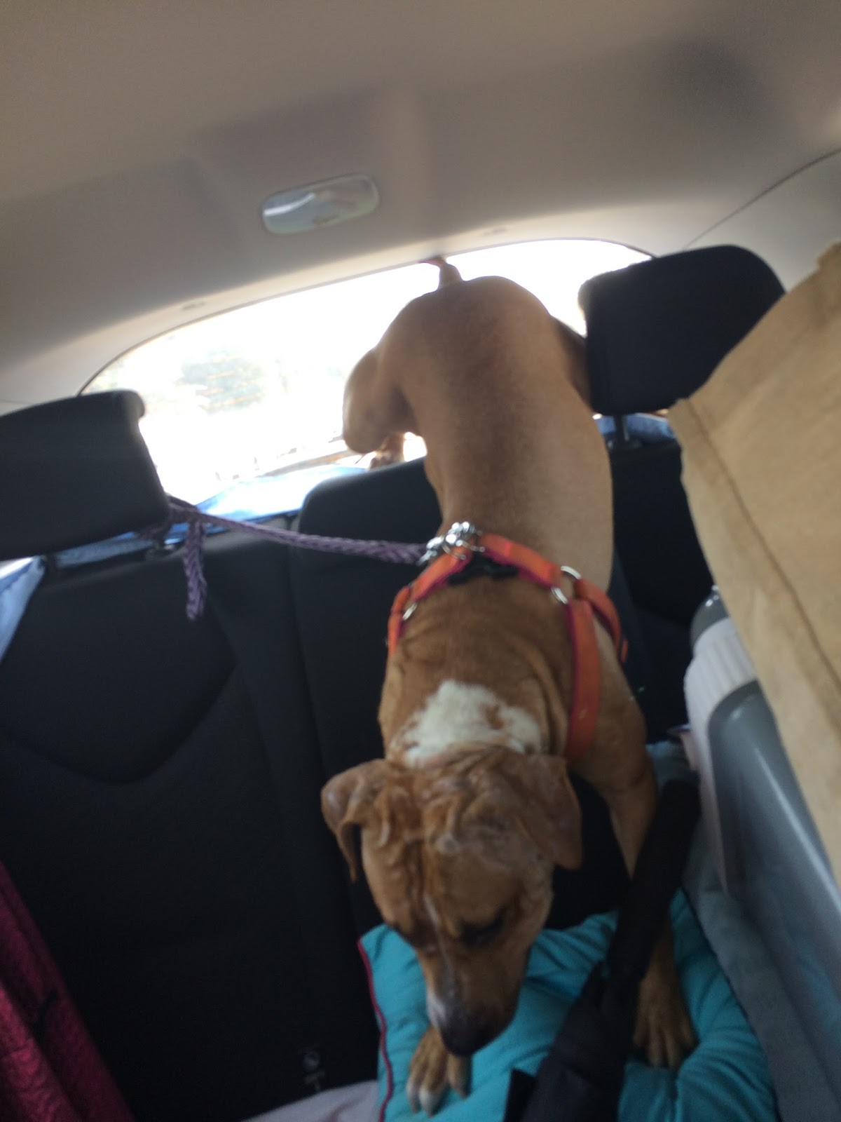 Expat Life with Chickenruby Dogs for adoption in Dubai with Animal Tales