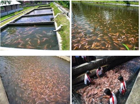 Panduan Lengkap Usaha Ternak Ikan Nila Bagi Pemula Nakama Aquatics