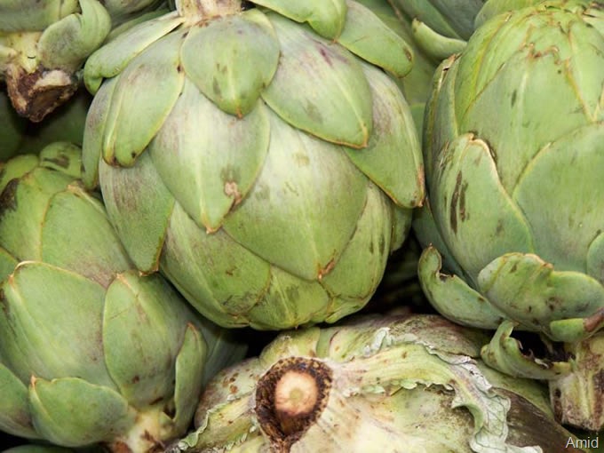 Seed to Feed Me HOW TO GROW ARTICHOKES FROM SEED