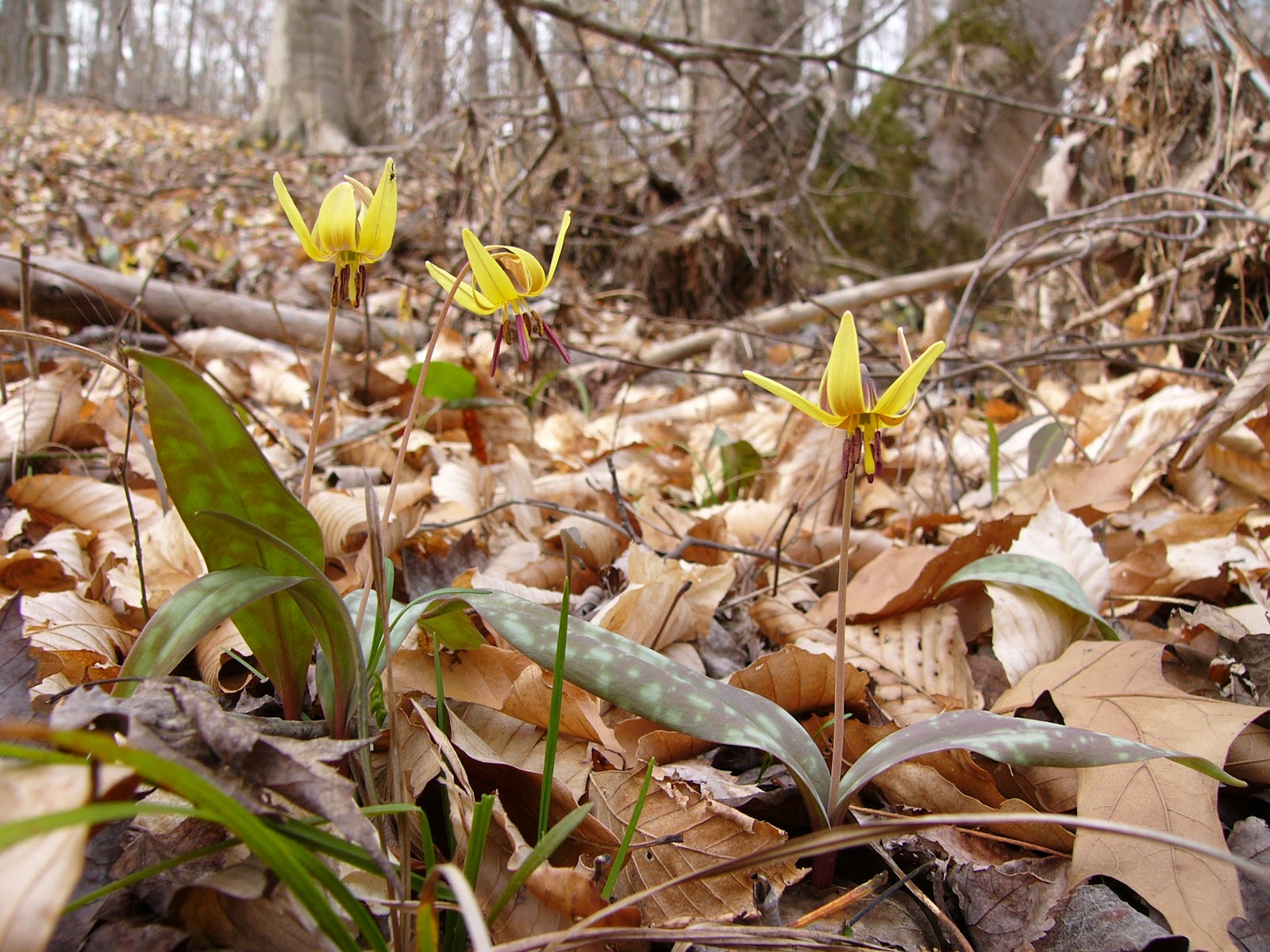 River Rambler Species Spotlight Trout Lily