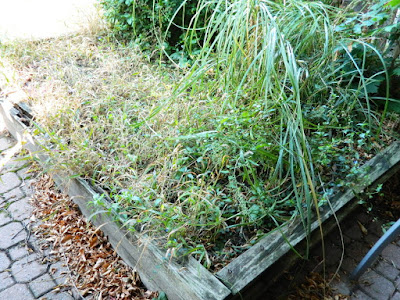 Palmerston Little Italy Back Yard Garden Cleanup before by Paul Jung Gardening Services Toronto Palmerston Little Italy Back Yard Garden Cleanup before by Paul Jung Gardening Services Toronto
