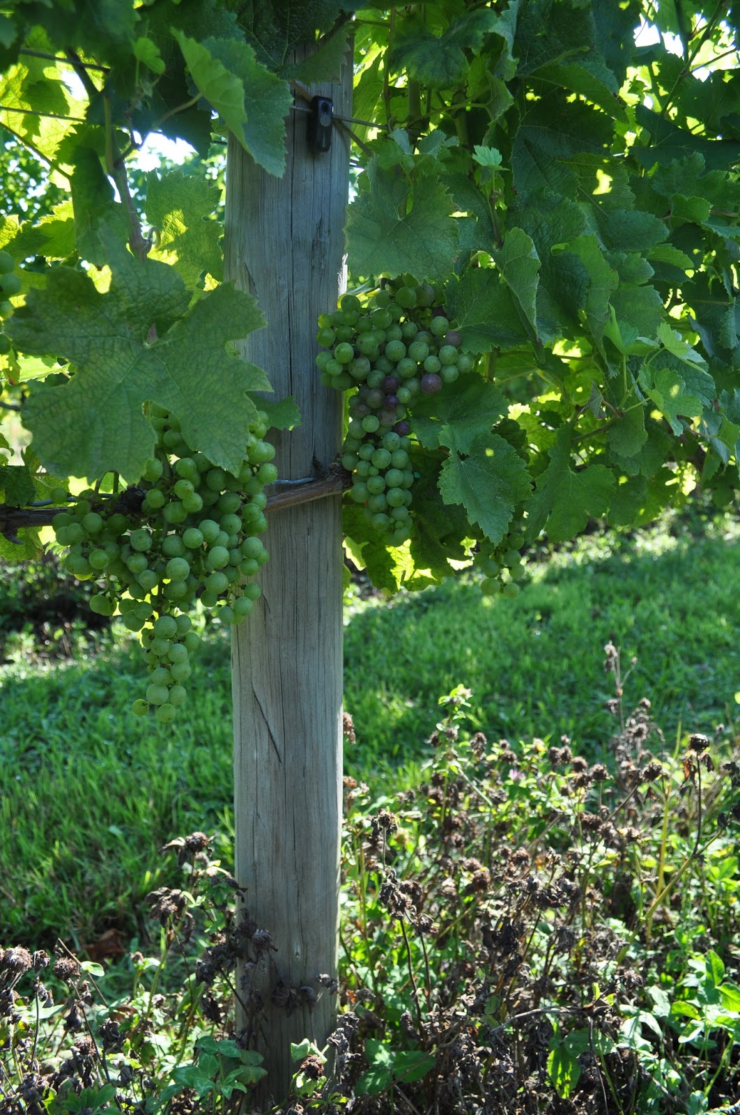 Innovative Under Trellis Management for Vineyards 2013