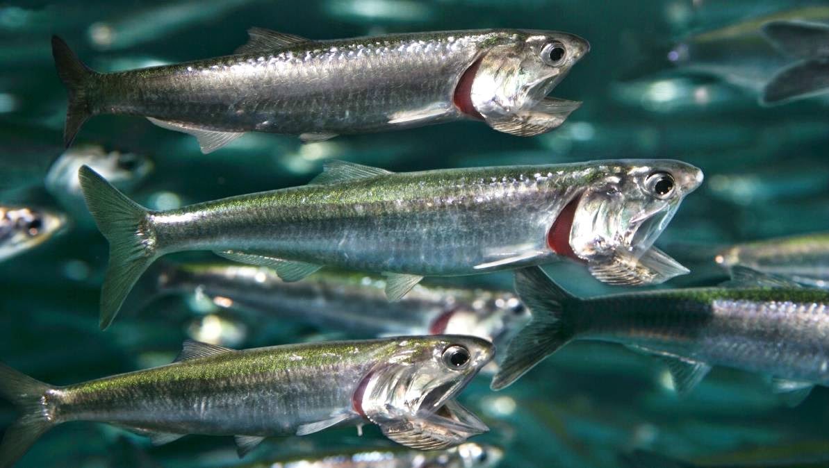 Under Water Animals Anchovy Fish