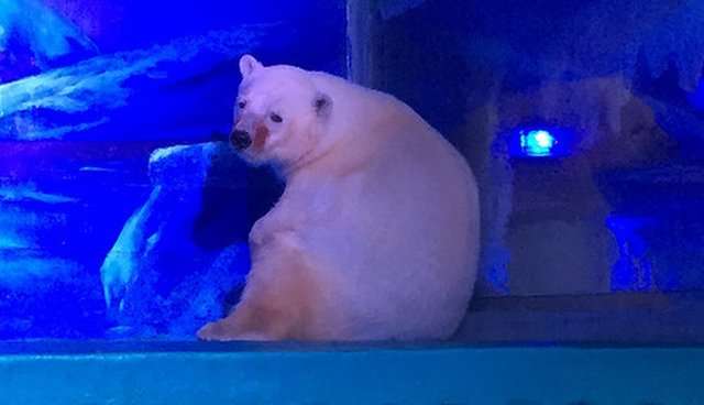 Une population secrète d'ours polaires découverte dans un endroit inédit