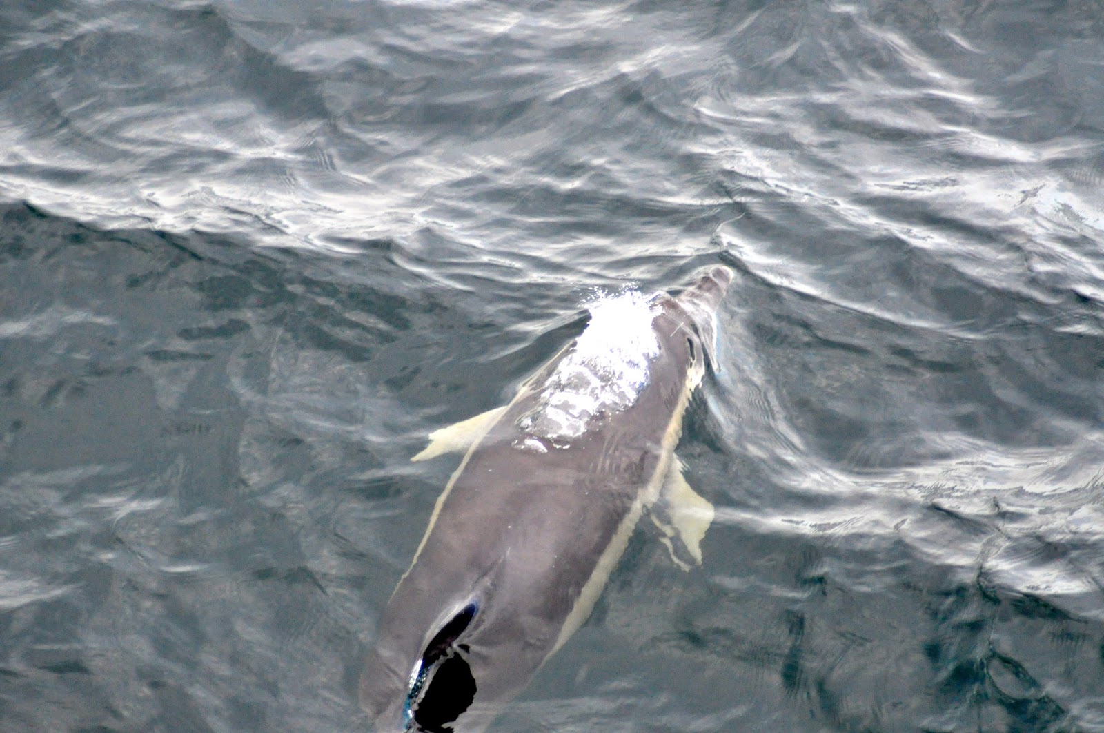 Blue Ocean Society's Whale Sightings: July 21 Atlantic Queen