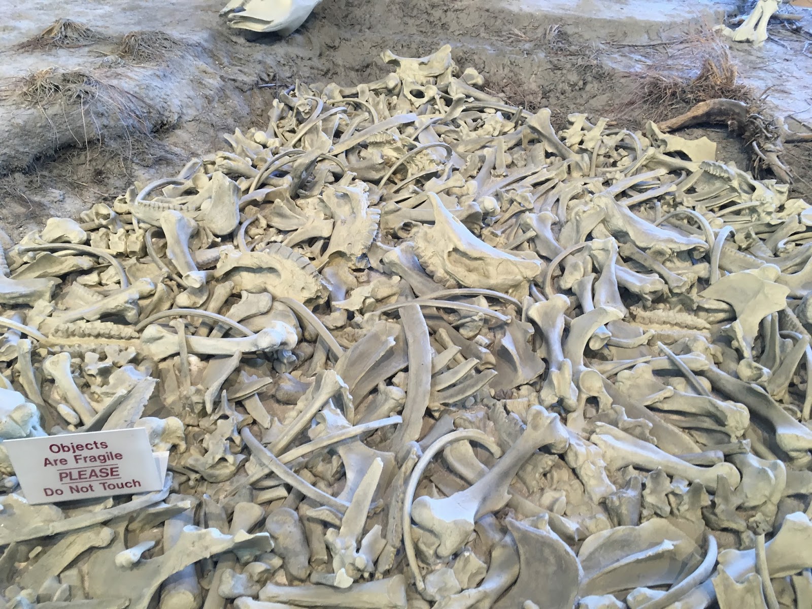 Too Many Fossils Evidence of Noah's Flood?