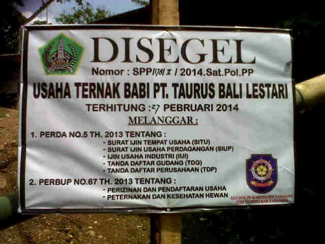 Tak Berizin, Peternakan Babi di Tabanan Ditutup