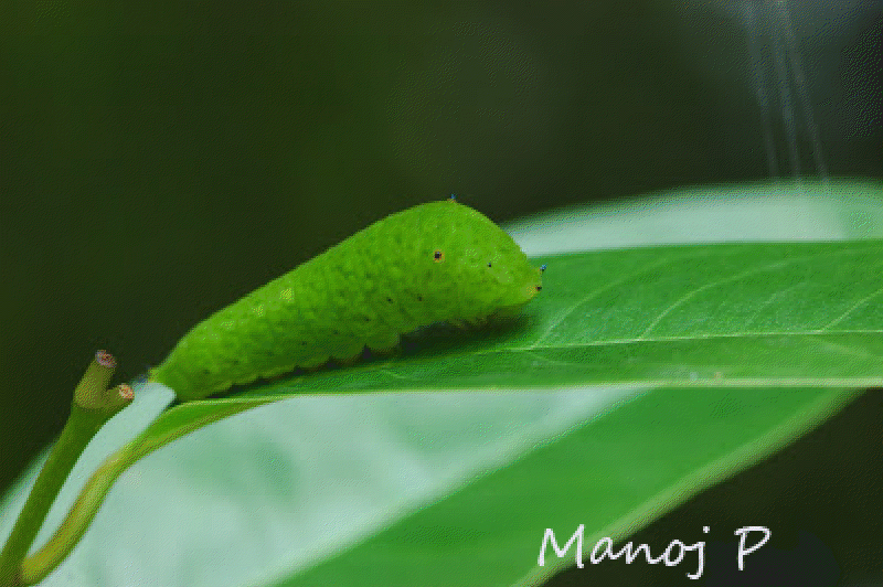 My Butterfly Garden Tailed Jay