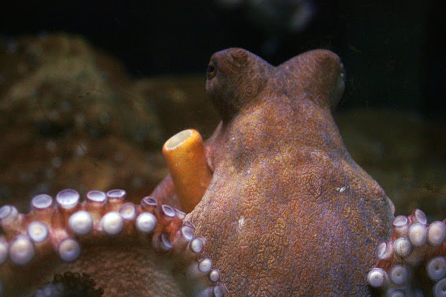 Photograph of Octopus in Barcelona Aquarium