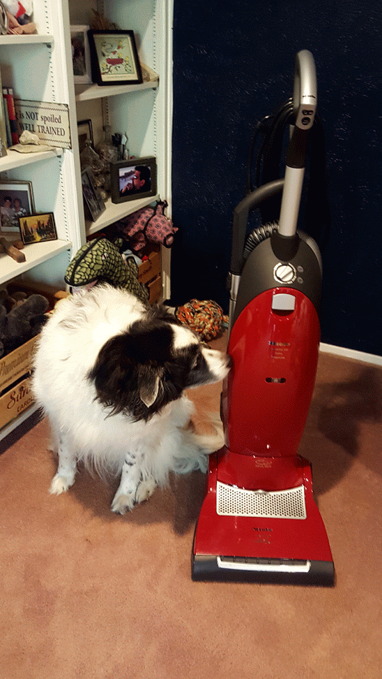 Raising Addie Best Vacuum for Pet Hair The Miele Salsa