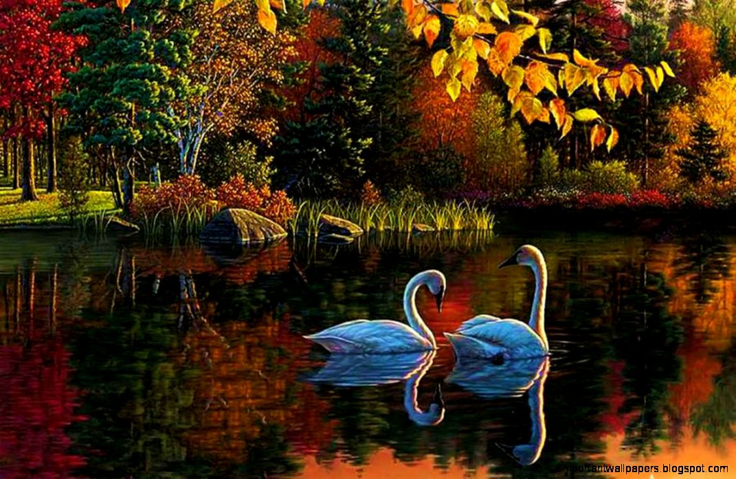 Birds Lovely Swans Autumn Colors Pond Water Artwork Fall Trees