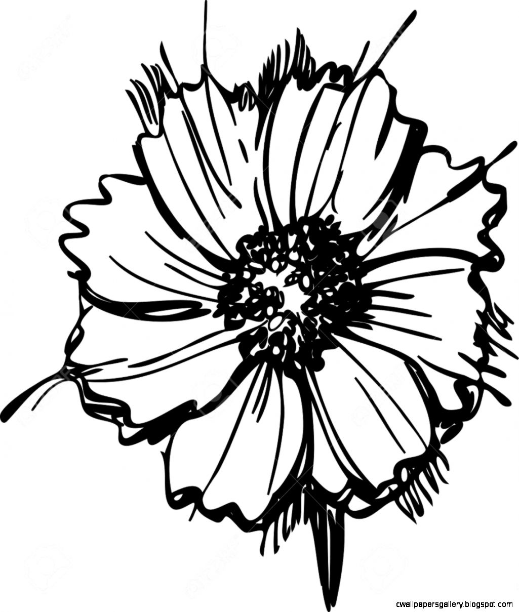 Daisy Black And White Drawing